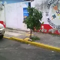 Dr. Mauro Loyo Sanchez