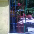 Centli