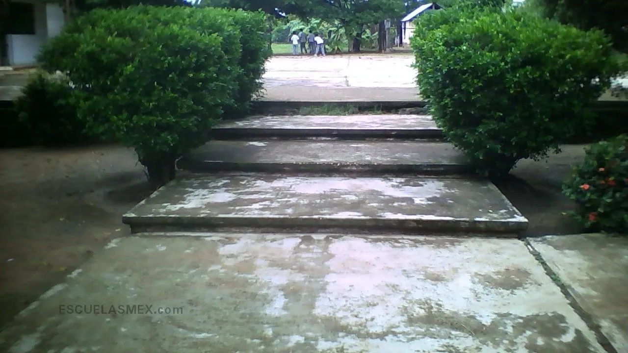 Roque Spinoso Foglia Entrada
