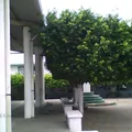 Juan Aldama