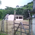 Ceiba Bonita