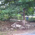 El Apostol del Arbol