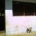 Preescolar Indigena Paepi
