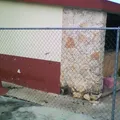 Primaria Comunitaria